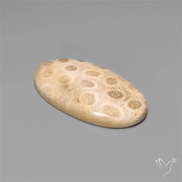 Fossil Coral Cabochon