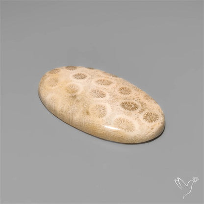 Fossil Coral Cabochon