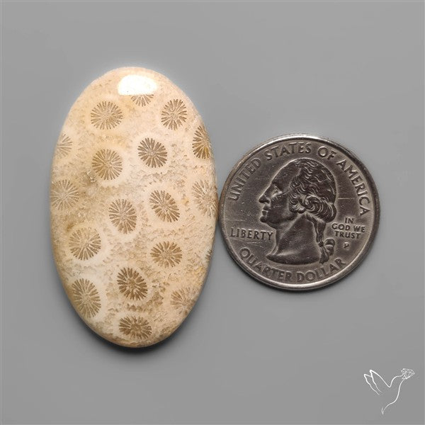 Fossil Coral Cabochon