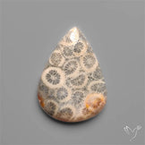 Fossil Coral Cabochon