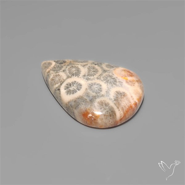 Fossil Coral Cabochon