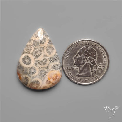 Fossil Coral Cabochon