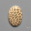 Fossil Coral Cabochon