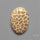 Fossil Coral Cabochon