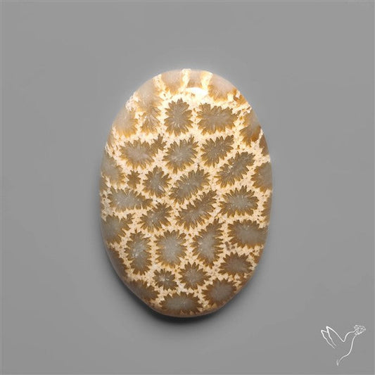 Fossil Coral Cabochon