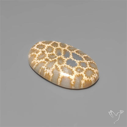 Fossil Coral Cabochon