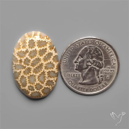 Fossil Coral Cabochon