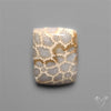 Fossil Coral Cabochon