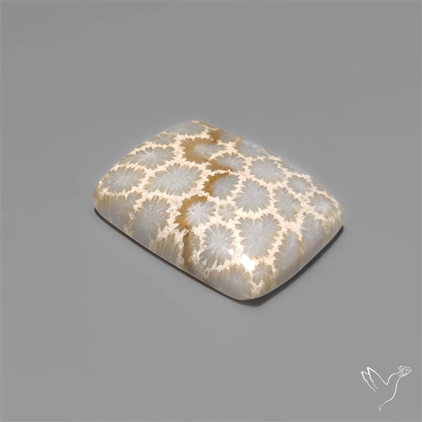 Fossil Coral Cabochon