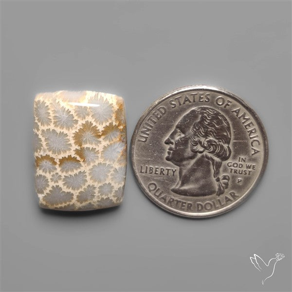 Fossil Coral Cabochon