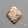 Fossil Coral Cabochon