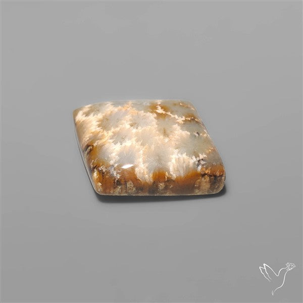 Fossil Coral Cabochon