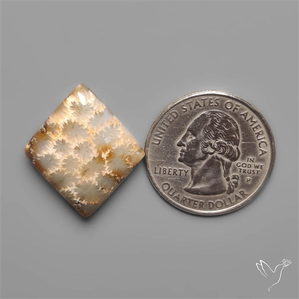 Fossil Coral Cabochon