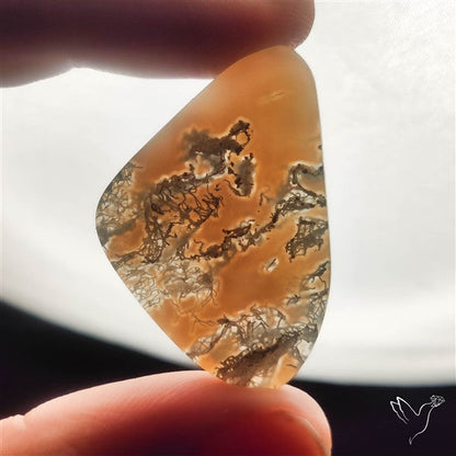 White Horse Canyon Moss Agate Cabochon