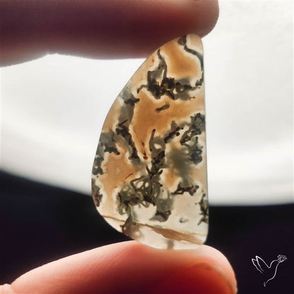 White Horse Canyon Moss Agate Cabochon