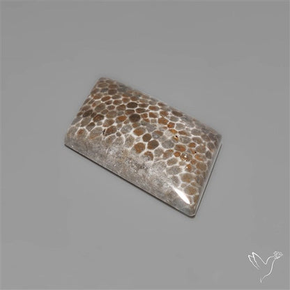 Black Fossil Coral Cabochon