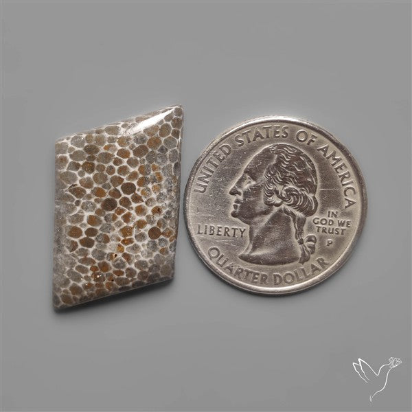 Black Fossil Coral Cabochon