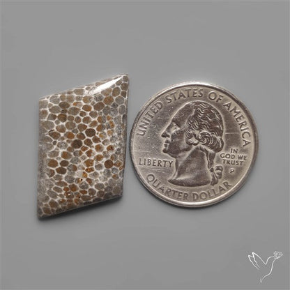 Black Fossil Coral Cabochon