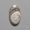 Black Fossil Coral Cabochon