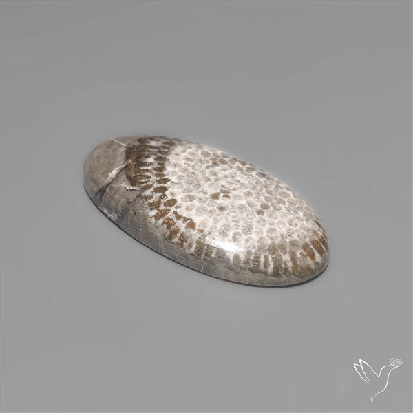 Black Fossil Coral Cabochon