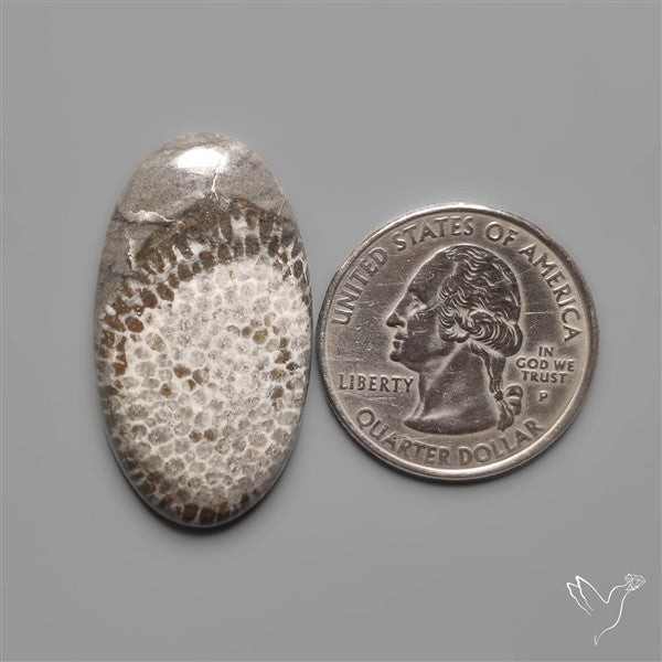 Black Fossil Coral Cabochon