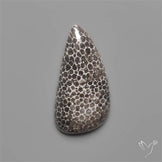 Black Fossil Coral Cabochon