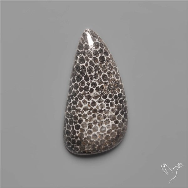 Black Fossil Coral Cabochon