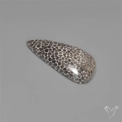 Black Fossil Coral Cabochon