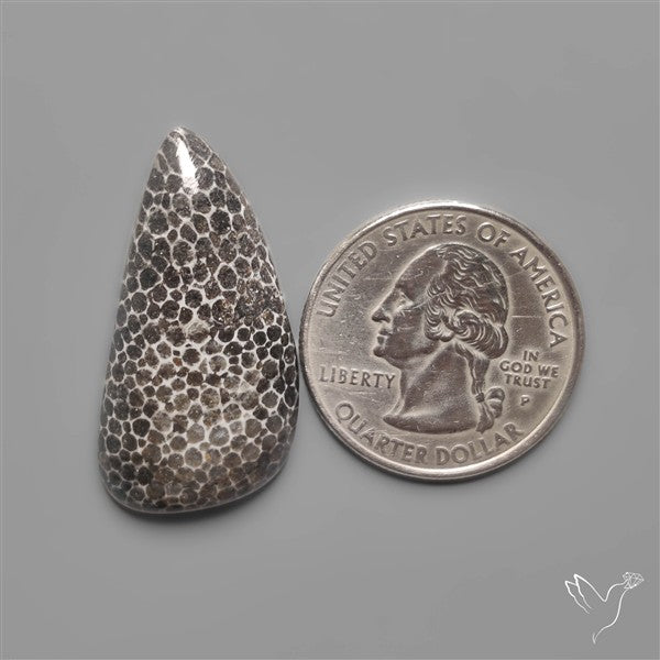 Black Fossil Coral Cabochon