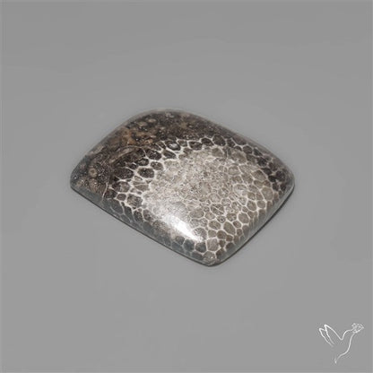 Black Fossil Coral Cabochon