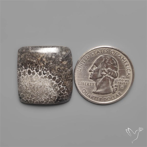 Black Fossil Coral Cabochon