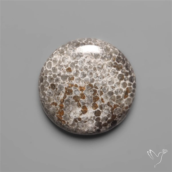 Black Fossil Coral Cabochon
