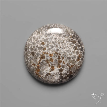 Black Fossil Coral Cabochon