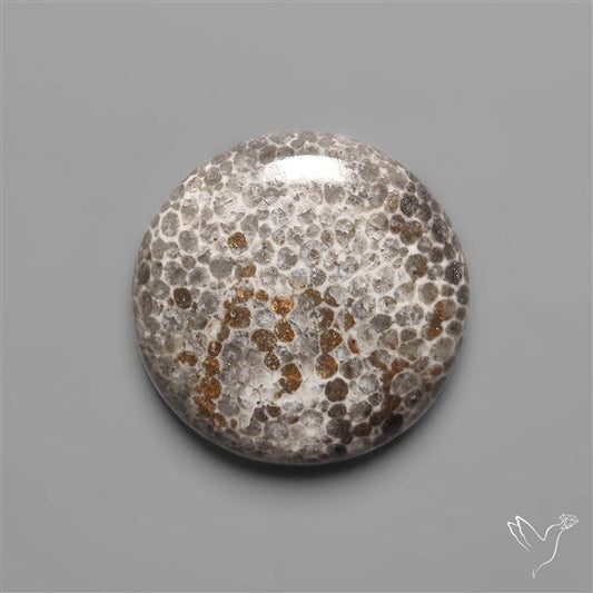 Black Fossil Coral Cabochon