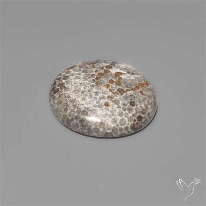Black Fossil Coral Cabochon