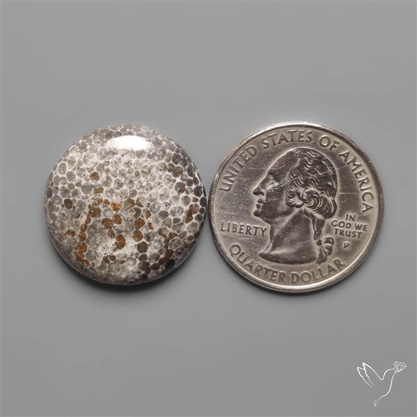 Black Fossil Coral Cabochon