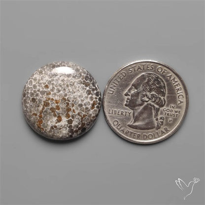Black Fossil Coral Cabochon