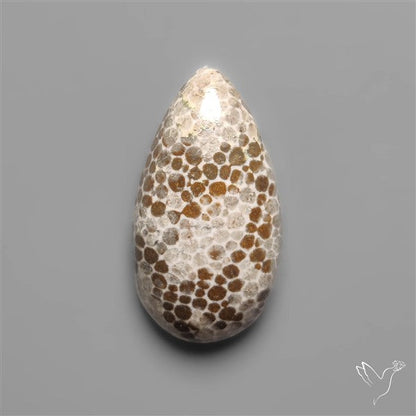 Black Fossil Coral Cabochon