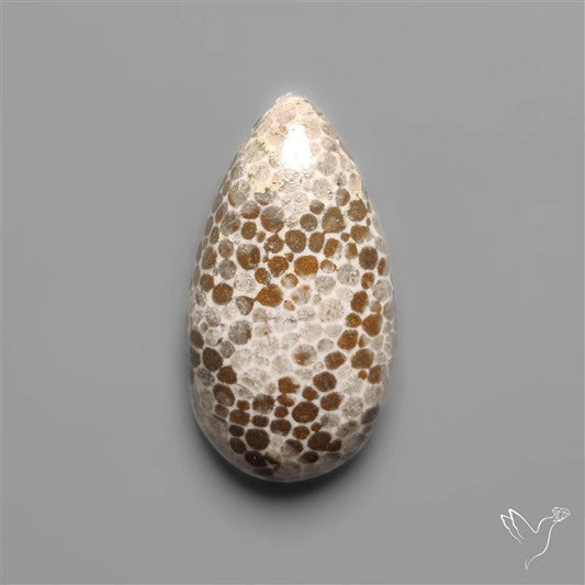 Black Fossil Coral Cabochon