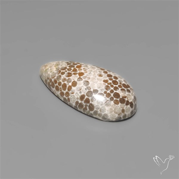 Black Fossil Coral Cabochon