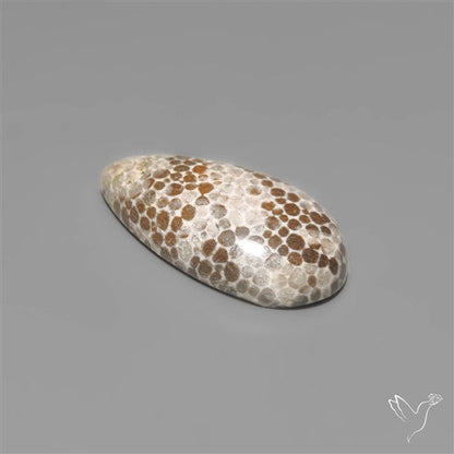 Black Fossil Coral Cabochon