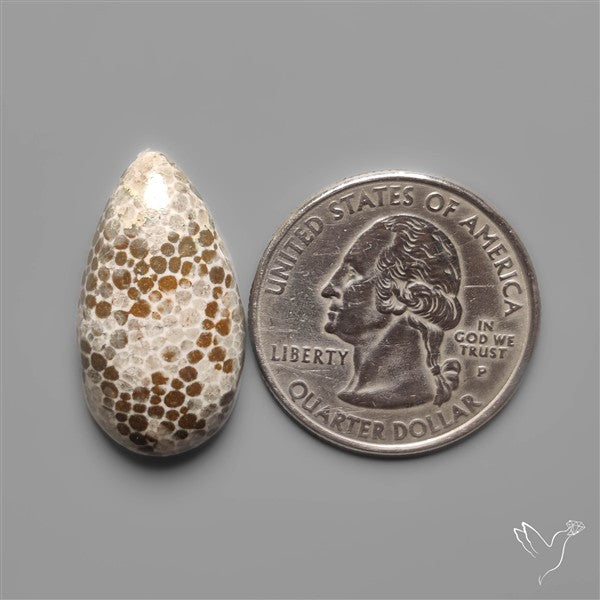 Black Fossil Coral Cabochon