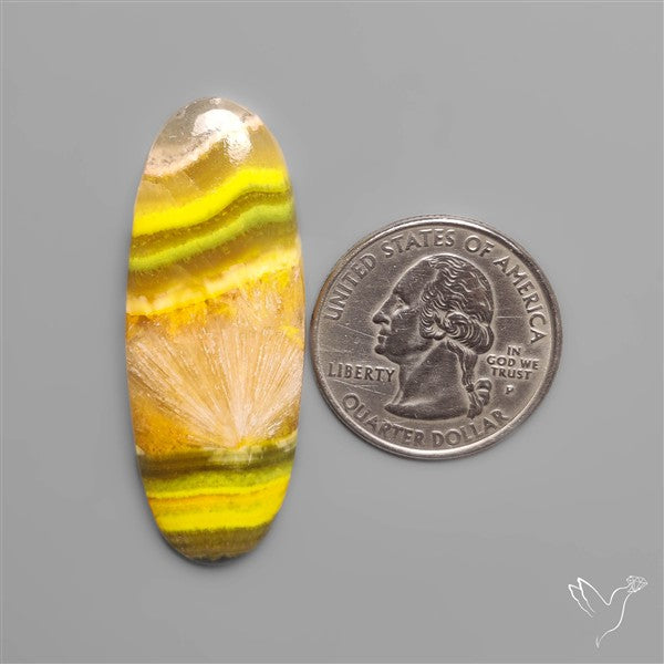 Bumble Bee Jasper