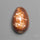Cowrie Shell