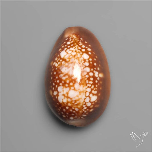 Cowrie Shell