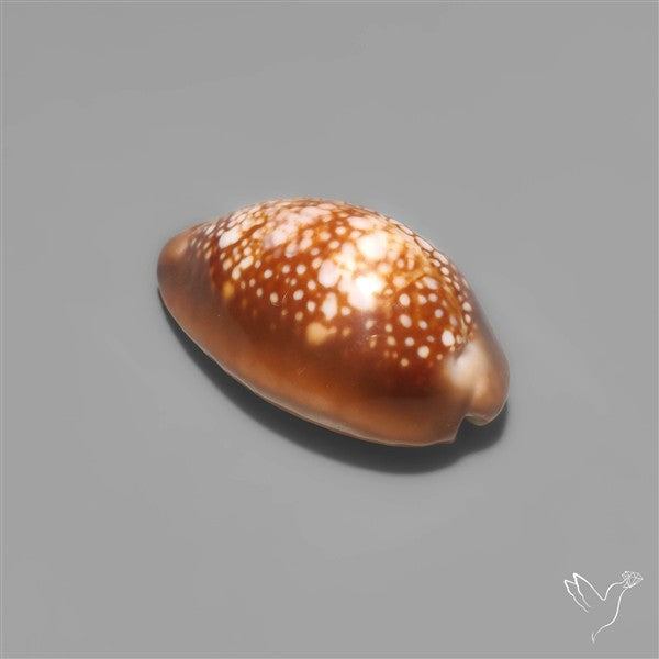 Cowrie Shell
