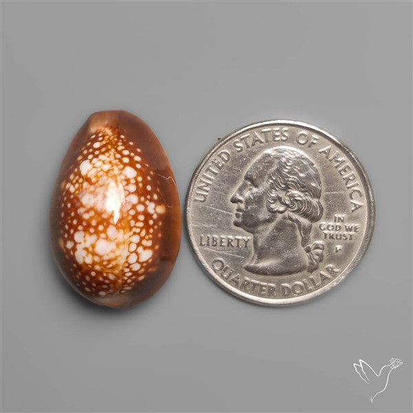 Cowrie Shell