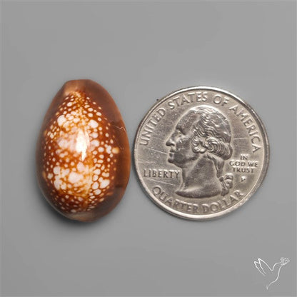 Cowrie Shell