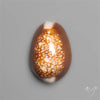 Cowrie Shell