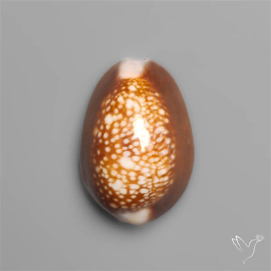 Cowrie Shell